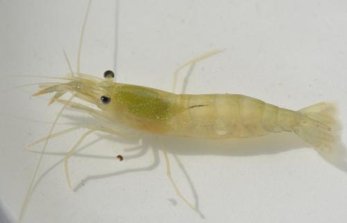 Réf. 212 220 : Processa sp.